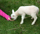 Wimpole Hall Home Farm